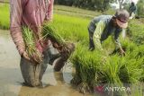 Petani memanen benih padi di Cibeureum, Kota Sukabumi, Jawa Barat, Sabtu (4/5/2024). Badan Pusat Statistik mencatat Nilai Tukar Petani (NTP) nasional pada April 2024 sebesar 116,79 atau turun sebesar 2,18 persen dibandingkan bulan sebelumnya yang mencapai 119,39, seiring turunnya indeks harga terima petani yang dipengaruhi oleh harga gabah. ANTARA FOTO/Henry Purba/agr