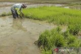 Petani memanen benih padi di Cibeureum, Kota Sukabumi, Jawa Barat, Sabtu (4/5/2024). Badan Pusat Statistik mencatat Nilai Tukar Petani (NTP) nasional pada April 2024 sebesar 116,79 atau turun sebesar 2,18 persen dibandingkan bulan sebelumnya yang mencapai 119,39, seiring turunnya indeks harga terima petani yang dipengaruhi oleh harga gabah. ANTARA FOTO/Henry Purba/agr