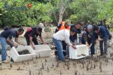 PT Timah lepas 4.000 kepiting bakau di Kundur, Karimun