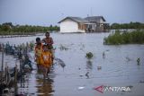 Banjir rob pesisir Indramayu