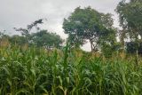Pemprov Lampung proyeksikan produksi jagung 2024 naik 10,8 persen