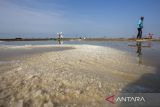 Petambak memanen garam di areal tambak desa santing, Losarang, Indramayu, Jawa Barat, Senin (6/5/2024). Memasuki musim kemarau, petambak setempat mulai menggarap lahan garam meski harga garam di tingkat petambak masih rendah yakni kisaran Rp1.100 per kilogram. ANTARA FOTO/Dedhez Anggara/agr