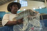 Pekerja menunjukan induk ikan nila di Balai Besar Perikanan Budidaya Air Tawar, Sukabumi, Jawa Barat, Senin (6/5/2024). Kementerian Kelautan dan Perikanan membangun jejaring bisnis dan distribusi induk serta benih ikan nila berkualitas sebagai upaya meningkatkan produksi ikan nila di Indonesia pada 2024. ANTARA FOTO/Henry Purba/agr