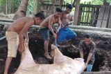 Pemkab Lembata larang warga jual dan makan daging babi yang mati