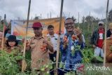 BI fasilitasi petani tomat di Minahasa jaga stabilitas inflasi