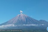 Gunung Semeru erupsi dengan tinggi letusan 600 meter