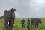 Drh Wahyu, dokter herwan OKI mengurus gajah ABG yang kerap ngambek