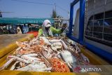 Nelayan mengumpulkan rajungan hasil tangkapan nelayan di Karangsong, Indramayu, Jawa Barat, Kamis (9/5/2024). Nelayan mengeluhkan harga rajungan yang anjlok dari harga Rp110 ribu per kilogram menjadi Rp50 ribu per kilogram karena permintaan ekspor ke pasar Amerika dan Eropa berkurang. ANTARA FOTO/Dedhez Anggara/agr
