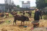 Lokasi dadakan penjualan sapi bermunculan di Sampit jelang Idul Adha