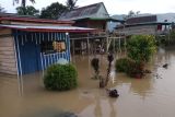 Sebanyak 300 warga Morowali Utara terdampak banjir