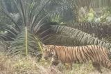 Pekerja tewas diterkam harimau di Indragiri Hilir