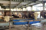 Jelang Idul Adha, penjualan hewan kurban di Batam mulai marak
