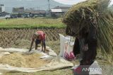 Petani memanen padi di Gunungguruh, Kabupaten Sukabumi, Jawa Barat, Sabtu (11/5/2024). Perum Bulog melakukan penyerapan sebesar 30 ribu ton gabah kering panen (GKP) per hari di tingkat petani sebagai upaya pengadaan beras dalam negeri. ANTARA FOTO/Henry Purba/agr