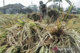 Petani memanen padi di Gunungguruh, Kabupaten Sukabumi, Jawa Barat, Sabtu (11/5/2024). Perum Bulog melakukan penyerapan sebesar 30 ribu ton gabah kering panen (GKP) per hari di tingkat petani sebagai upaya pengadaan beras dalam negeri. ANTARA FOTO/Henry Purba/agr