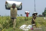 Petani memanen padi di Gunungguruh, Kabupaten Sukabumi, Jawa Barat, Sabtu (11/5/2024). Perum Bulog melakukan penyerapan sebesar 30 ribu ton gabah kering panen (GKP) per hari di tingkat petani sebagai upaya pengadaan beras dalam negeri. ANTARA FOTO/Henry Purba/agr