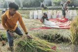 Petani memanen padi di Gunungguruh, Kabupaten Sukabumi, Jawa Barat, Sabtu (11/5/2024). Perum Bulog melakukan penyerapan sebesar 30 ribu ton gabah kering panen (GKP) per hari di tingkat petani sebagai upaya pengadaan beras dalam negeri. ANTARA FOTO/Henry Purba/agr