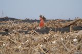 Warga mengangkut kayu yang diambil dari sampah yang menumpuk di Pantai Bambang di Lumajang, Jawa Timur, Minggu (12/5/2024). Menurut warga setempat, sudah tiga pekan terakhir sampah yang terbawa banjir lahar hujan Gunung Semeru tersebut menumpuk di pesisir pantai itu.  Antara Jatim/Irfan Sumanjaya/um