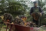 Pekerja memanen kelapa sawit di PTPN VIII Cibungur, Kabupaten Sukabumi, Jawa Barat, Minggu (12/5/2024). Gabungan Pengusaha Kelapa Sawit Indonesia (GAPKI) menyatakan konsumsi minyak kelapa sawit atau crude palm oil (CPO) pada 2024 diperkirakan meningkat mencapai 9,08 persen atau sebesar 25,40 juta ton seiring meningkatnya kebutuhan untuk makanan, biodiesel dan oleochemical. ANTARA FOTO/Henry Purba/agr
