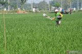 Petani menabur pupuk pada tanaman padinya yang berumur 18 hari di Sidomulyo, Sawahan, Kabupaten Madiun, Jawa Timur (13/5/2024). Pemerintah meningkatkan alokasi jumlah pupuk bersubsidi dari 4,73 juta ton menjadi 9,55 juta ton pada 2024 guna meningkatkan produktivitas pertanian demi mewujudkan swasembada pangan. Antara Jatim/Siswowidodo/um 