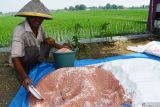 Petani menyiapkan pupuk untuk ditabur pada tanaman padinya yang berumur 18 hari di Sidomulyo, Sawahan, Kabupaten Madiun, Jawa Timur (13/5/2024). Pemerintah meningkatkan alokasi jumlah pupuk bersubsidi dari 4,73 juta ton menjadi 9,55 juta ton pada 2024 guna meningkatkan produktivitas pertanian demi mewujudkan swasembada pangan. Antara Jatim/Siswowidodo/um