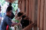PLN EPI memberdayakan masyarakat Gunungkidul lewat ternak kambing perah
