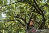 Pekerja memanen jambu biji di Warungkondang, Kabupaten Cianjur, Jawa Barat, Senin (13/5/2024). Menteri Pertanian Andi Amran Sulaiman menyatakan jumlah usaha pertanian perorangan pada 2024 mengalami penurunan mencapai 29.342.202 unit, sementara jumlah rumah tangga usaha pertanian meningkat mencapai 28.419.398 rumah tangga. ANTARA FOTO/Henry Purba/agr