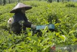 Pekerja memanen daun teh di PTPN VIII Gedeh, Warungkondang, Kabupaten Cianjur, Jawa Barat, Senin (13/5/2024). Dewan Teh Indonesia (DTI) memprediksi produksi teh dalam negeri mulai stabil yang mencapai 140.000 ton pada 2024. ANTARA FOTO/Henry Purba/agr