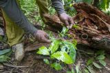 Anggota Kelompok Tani Hutan (KTH) Penoban Lestari memeriksa tanaman kopi miliknya di lahan bekas kebakaran yang telah ditumbuhi belukar di Hutan Kemasyarakatan (HKM), kawasan penyangga Taman Nasional Bukit Tigapuluh (TNBT), Sungai Penoban, Tanjung Jabung Barat, Jambi, Minggu (12/5/2024). Sebanyak 135 petani dari 3 KTH di daerah itu mendapatkan izin pengelolaan 475 hektare kawasan hutan negara yang berstatus kritis dari KLHK melalui skema Perhutanan Sosial (PS) yang bertujuan mengembalikan kelestarian hutan dan sekaligus memberikan kesejahteraan. ANTARA FOTO/Wahdi Septiawan/rwa.