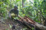 Anggota Kelompok Tani Hutan (KTH) Penoban Lestari membersihkan tumbuhan liar di sekitar tanaman kopi di lahan bekas kebakaran yang telah ditumbuhi belukar di Hutan Kemasyarakatan (HKM), kawasan penyangga Taman Nasional Bukit Tigapuluh (TNBT), Sungai Penoban, Tanjung Jabung Barat, Jambi, Minggu (12/5/2024).Sebanyak 135 petani dari 3 KTH di daerah itu mendapatkan izin pengelolaan 475 hektare kawasan hutan negara yang berstatus kritis dari KLHK melalui skema Perhutanan Sosial (PS) yang bertujuan mengembalikan kelestarian hutan dan sekaligus memberikan kesejahteraan. ANTARA FOTO/Wahdi Septiawan/rwa.