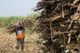 Pekerja mengangkut tebu hasil panen perdana di perkebunan kawasan Tulangan, Sidoarjo, Jawa Timur, Selasa (14/5/2024). PT Sinergi Gula Nusantara (SGN) yang memiliki 36 pabrik gula (PG) siap menggiling tebu petani dengan proyeksi produksi tahun 2024 sebesar total 992 ribu ton gula kristal putih untuk memenuhi kebutuhan gula konsumsi masyarakat. Antara Jatim/Umarul Faruq/mas