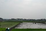 Dinas Pertanian Kulon Progo bagikan pompa air untuk amankan tanaman padi