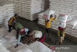 Pekerja mengangkut karung pupuk urea di Gudang Lini 3 Cibolang, Kabupaten Sukabumi, Jawa Barat, Rabu (15/5/2024). Pupuk Indonesia menyalurkan pupuk bersubsidi yang mencapai 1,93 juta ton dari 9,55 juta ton pada 2024 sebagai upaya meningkatkan produktivitas pertanian dalam mewujudkan swasembada pangan tanah air. ANTARA FOTO/Henry Purba/agr
