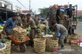 Petugas Satuan Polisi Pamong Praja (Satpol PP) membantu pedagang buah memindahkan barang dagangannya  saat penertiban di pasar Induk Lambaro, Kabupaten Aceh Besar, Aceh ( 16/5/2024).  Penertiban pedagang  buah karena melanggar izin, mengganggu lalulintas dan menimbulkan kemacetan di pusat pasar tersebut, berlangsung aman dan terkendali karena dilakukan dengan pendekatan secara humanis, santun dan persuasif. ANTARA FOTO/Ampelsa.