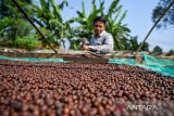 Petani mengeringkan biji kopi arabika di Kaki Gunung Puntang, Kabupaten Bandung, Jawa Barat, Kamis (16/5/2024). Asosiasi Eksportir Kopi Indonesia (AEKI) memproyeksikan produksi kopi di tahun 2024 turun yang diakibatkan produksi kopi di dataran rendah melemah serta minimnya 