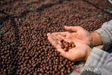 Petani menunjukan biji kopi arabika yang sedang dikeringkan di Kaki Gunung Puntang, Kabupaten Bandung, Jawa Barat, Kamis (16/5/2024). Asosiasi Eksportir Kopi Indonesia (AEKI) memproyeksikan produksi kopi di tahun 2024 turun yang diakibatkan produksi kopi di dataran rendah melemah serta minimnya 