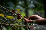 Petani memanen buah kopi arabika di Kaki Gunung Puntang, Kabupaten Bandung, Jawa Barat, Kamis (16/5/2024). Asosiasi Eksportir Kopi Indonesia (AEKI) memproyeksikan produksi kopi di tahun 2024 turun yang diakibatkan produksi kopi di dataran rendah melemah serta minimnya 