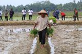 Lampung perluas tanam padi kejar peningkatan produksi