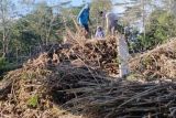 PLN EPI-RAE kerja sama pengadaan biomassa batang singkong-karet di Lampung