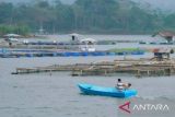 Produksi ikan air tawar Purwakarta penuhi pasar di sejumlah kota