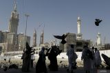 Memaknai kehadiran merpati di Masjid Haram dan Nabawi