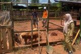 DPKP Kotim: Hasil uji sampel babi di Telawang negatif ASF