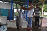 KKP dan Morotai antisipasi puncak musim tuna