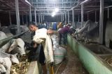 Pemkab Sigi sediakan sebanyak 7.400 ekor ternak untuk Idul Adha