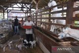 Pekerja memberikan pakan kambing sapera di Panji Boma Farm, Desa Werasari, Kabupaten Ciamis, Jawa Barat, Senin (20/5/2024). Peternakan kambing perah yang dikelola Badan Usaha Milik Desa (BUMDes) Panji Boma itu telah menghasilkan 130 ekor kambing perah dan produksi susu segar 20 liter per hari dengan melibatkan mitra dari warga untuk merawat kambing yang merupakan bagian dari program ketahanan pangan dalam mewujudkan desa mandiri. ANTARA FOTO/Adeng Bustomi/agr