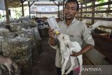 Pekerja memberikan susu pada anak kambing sapera di Panji Boma Farm, Desa Werasari, Kabupaten Ciamis, Jawa Barat, Senin (20/5/2024). Peternakan kambing perah yang dikelola Badan Usaha Milik Desa (BUMDes) Panji Boma itu telah menghasilkan 130 ekor kambing perah dan produksi susu segar 20 liter per hari dengan melibatkan mitra dari warga untuk merawat kambing yang merupakan bagian dari program ketahanan pangan dalam mewujudkan desa mandiri. ANTARA FOTO/Adeng Bustomi/agr