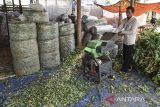 Pekerja membuat pakan ternak di Desa Werasari, Kabupaten Ciamis, Jawa Barat, Senin (20/5/2024). Badan Usaha Milik Desa (BUMDes) Panji Boma memanfaatkan lahan seluas 23,5 hektare untuk ditanami singkong dan jagung yang daunnya diolah dan difermentasi menjadi pakan ternak dengan kapasitas produksi 50 kilogram per hari dan dijual seharga Rp1.500 per kilogram. ANTARA FOTO/Adeng Bustomi/agr