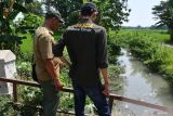 Dua orang petugas Konservasi Sumber Daya Alam (KSDA) mengamati aliran sungai saat pengecekan lokasi penemuan buaya di Bibrik, Kabupaten Madiun, Jawa Timur, Senin (20/5/2024). Bidang KSDA Wilayah I Madiun melakukan pengecekan di sekitar lokasi penemuan Buaya Muara (Crocodylus porosus) oleh warga saat mencari ikan dan sudah diserahkan ke KSDA Madiun pada 2 Mei, guna mengetahui apakah masih ada buaya lain di lokasi tersebut. Antara Jatim/Siswowidodo/mas.
