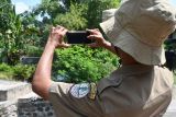 Petugas Konservasi Sumber Daya Alam (KSDA) menggunakan kamera smartphone untuk menggambil gambar di aliran sungai saat pengecekan lokasi penemuan buaya di Bibrik, Kabupaten Madiun, Jawa Timur, Senin (20/5/2024). Bidang KSDA Wilayah I Madiun melakukan pengecekan di sekitar lokasi penemuan Buaya Muara (Crocodylus porosus) oleh warga saat mencari ikan dan sudah diserahkan ke KSDA Madiun pada 2 Mei, guna mengetahui apakah masih ada buaya lain di lokasi tersebut. Antara Jatim/Siswowidodo/mas.