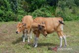 Pemkab Natuna memastikan hewan ternak bebas dari penyakit kuku dan mulut