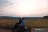 Pemkab Cirebon jamin areal 52 ribu hektare sawah jadi lahan abadi